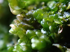 Frullania dilatata