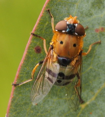 Austalis pulchella