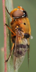 Austalis pulchella