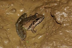 Ptychadena anchietae