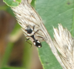 Raglius confusus