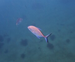 Ferdauia orthogrammus