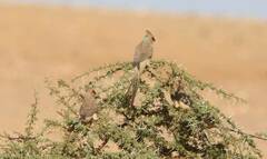Urocolius macrourus