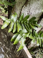 Arthropteris palisotii