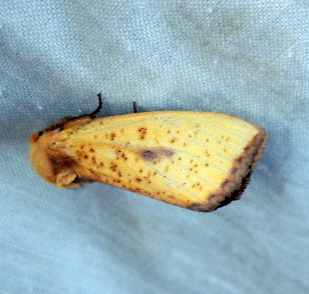 Antheua servula
