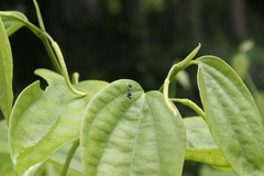 Odontomantis planiceps
