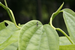 Odontomantis planiceps