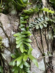 Arthropteris palisotii