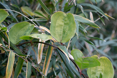 Smilax china