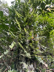 Arthropteris palisotii