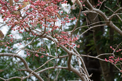 Euonymus hamiltonianus sieboldianus
