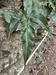 Tectaria subtriphylla