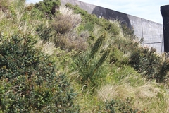 Aciphylla squarrosa squarrosa