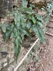 Tectaria subtriphylla