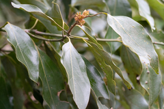Neolitsea sericea