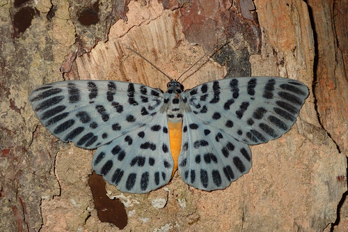Arycanda
