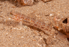 Istigobius hoesei