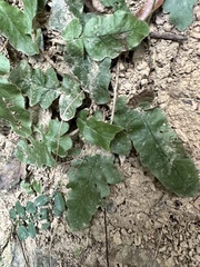 Tectaria zeilanica