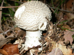 Amanita echinocephala