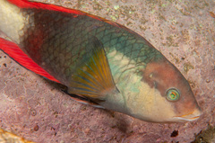 Notolabrus gymnogenis