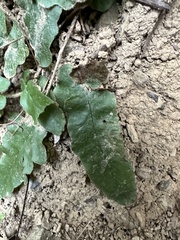 Tectaria zeilanica