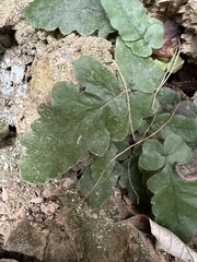 Tectaria zeilanica