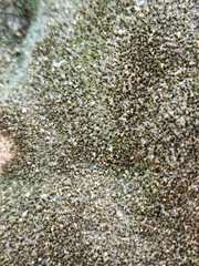 Andreaea