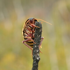 Polyzosteria limbata