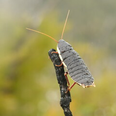 Polyzosteria limbata