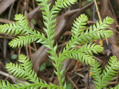 Lycopodium volubile