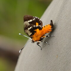 Hecatesia fenestrata