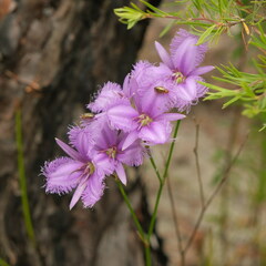 Thysanotus tuberosus