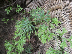 Lycopodium volubile