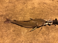 Hexanematichthys sagor