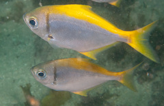 Schuettea scalaripinnis