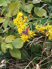 Lycaena phlaeas