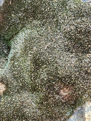Andreaea
