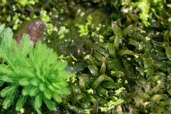 Egeria densa