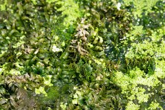 Egeria densa