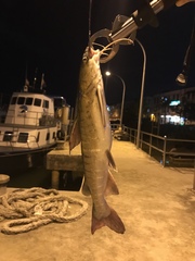 Hexanematichthys sagor