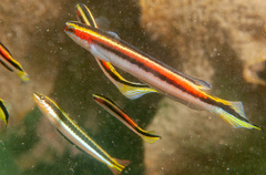 Trachinops taeniatus