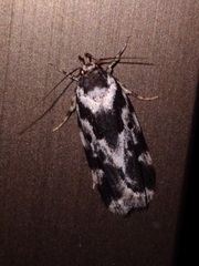 Barea confusella