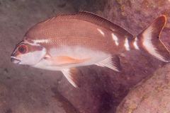 Morwong fuscus