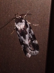 Barea confusella