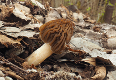 Verpa bohemica