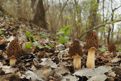 Verpa bohemica