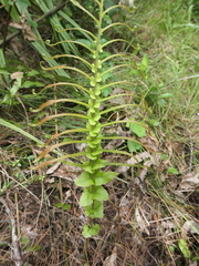 Blechnum novae-zelandiae