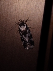 Barea confusella