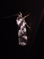 Barea confusella