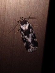 Barea confusella